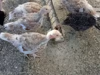 Turkeys — zdjęcie 2
