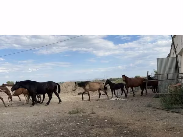 Kobyła, Horse breed