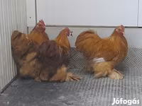 Bantam Pekín — foto 4