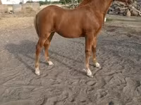母马, Horses — 照片 2