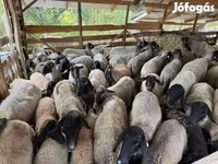 Ovca, Tsigai sheep — fotografija 2