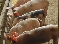母猪, Pigs — 照片 2
