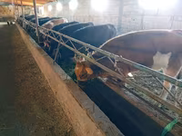 Sigir, Swiss cattle — 5-rasm