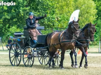 Hengst, Nonius horse — Foto 5