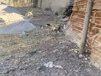 Chickens — fotografija 1