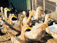 Ducks — zdjęcie 3
