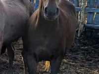 Konji (partija, pol nije naveden), Horse breed — fotografija 5