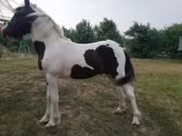 雄馬, Hucul pony — 写真 4