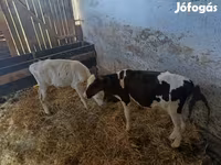 公牛, Russian Black pied cattle — 照片 1