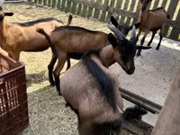 Ziegenbock, Alpine goat — Foto 1