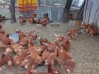 Chickens — fotografija 2