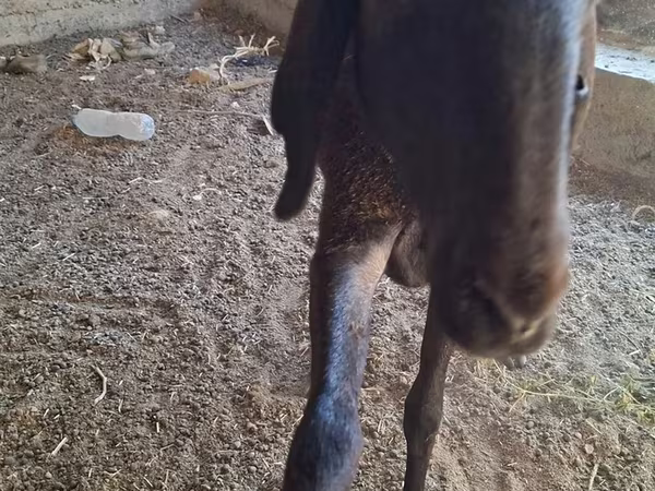 Owca, Arashan sheep
