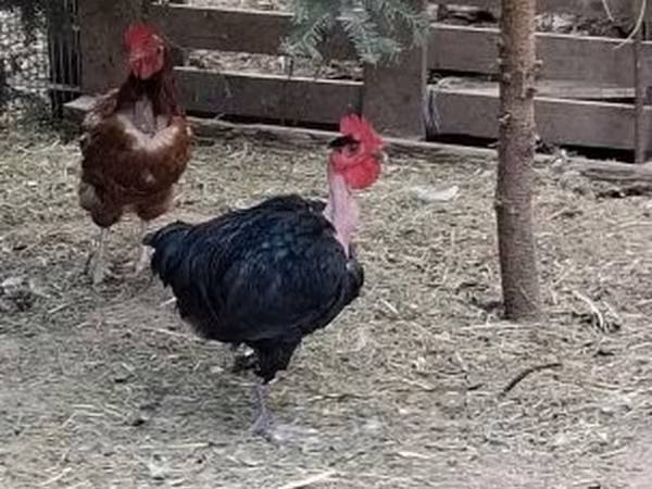 Chickens — Macarıstan