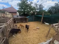 Schafe (Partie, Geschlecht nicht angegeben), Dorper sheep — Foto 2