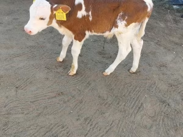 Byk, Simmental cattle — Węgry