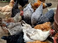 Chickens — 照片 3