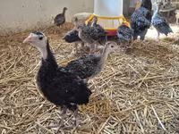 Turkeys — fotografija 3