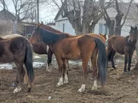 Kobyła, Kazakh horse — zdjęcie 2