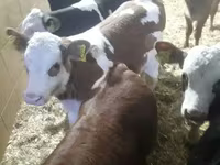 牛只（批次，未指定性别）, Simmental cattle — 照片 3