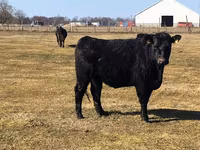 Cow, Holstein breed — photo 7