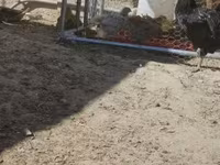 Ayam Cemani — Foto 4