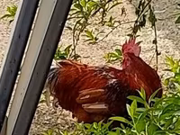 Chickens — 照片 1