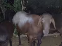 Qoç, Blackheaded Persian sheep — foto 2