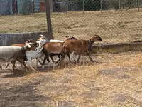 Ovelha, Cameroon sheep — foto 5