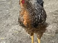 Chickens — الصورة 2