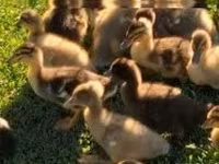 Ducks — الصورة 2