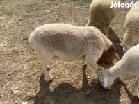 Carnero, Dorper sheep — foto 5