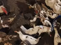 Ducks — 写真 2