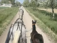 Toychoq, Lipizzaner — 4-rasm