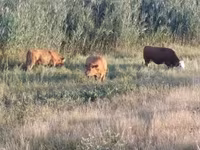 母牛, Limousin cow — 照片 5