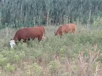 गाय, लिमोज़िन गाय — फ़ोटो 2