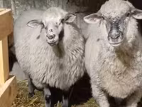 Ram, Sheep — photo 1