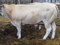 Bik, Blonde d’Aquitane cattle — fotografija 3
