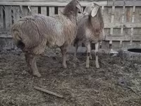 Owca, Arashan sheep — zdjęcie 3