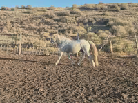 Cavalo, Kazakh horse — foto 3