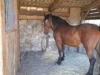 Кобила, Međimurje horse — фото 3