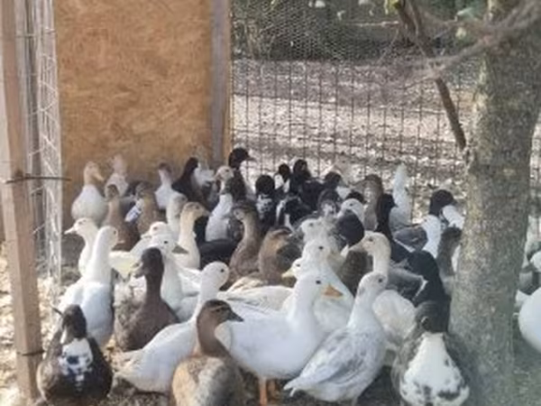 Ducks