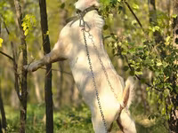 Jarac, Nubian Goat — fotografija 2