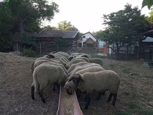 Qoyun, Tsigai sheep