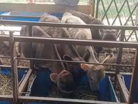 Krava, Simmental cattle — fotografija 1