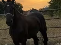 Caballo, Caballos — foto 1
