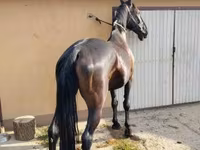 घोड़ी, Nonius horse — फ़ोटो 3