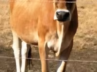 Vache, Race Jersey — photo 1