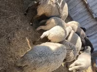 أغنام (دفعة، الجنس غير محدد), الأغنام — الصورة 2