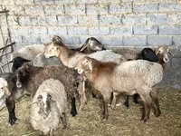 Brebis, Moutons — photo 1