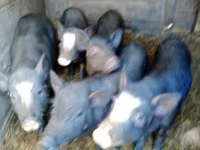 Boar, Pigs — photo 1